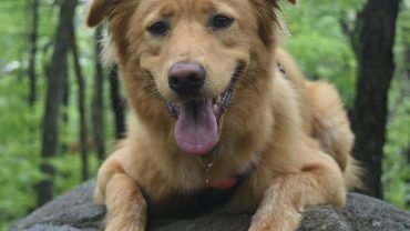 Hiking with dogs: a project that we want to recover from 2022