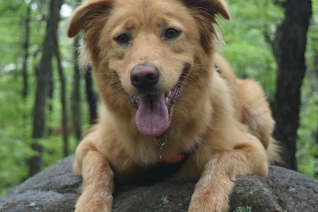 Hiking with dogs: a project that we want to recover from 2022